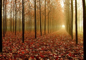 walk toward the light