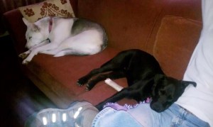 Bella (left) and Dexter (right).